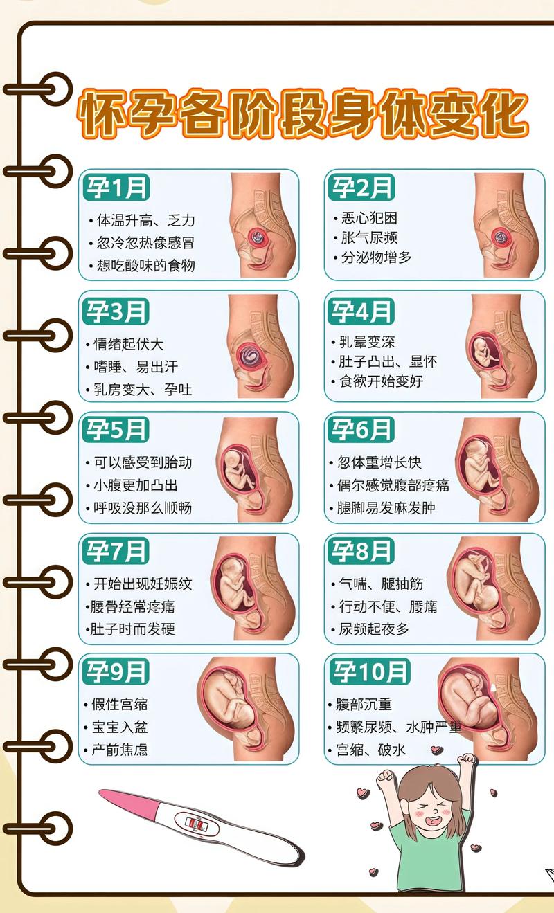 揭秘供卵代孕妈妈怀孕小腹分两节，孕期变化的奥秘大兴安岭代生机构: